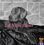great dane puppy posted by CB Hillis Danes